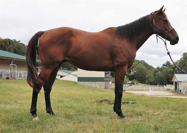Last week's pet, still available: Abner